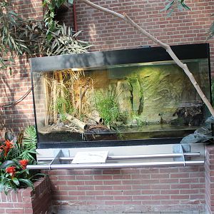 Enclosure Chinese crocodile lizard