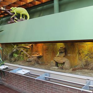 Enclosure Common chuckwalla and Schneider's skink