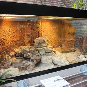 Warren's girdled lizard enclosure