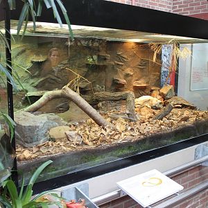 Enclosure Glass lizard and Ocellated lizard