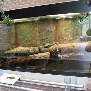 Enclosure European pond turtle