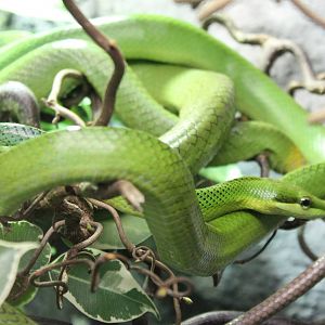 Red-tailed ratsnake
