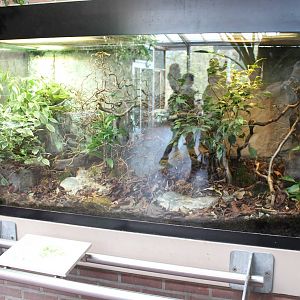 Enclosure Red-tailed ratsnake