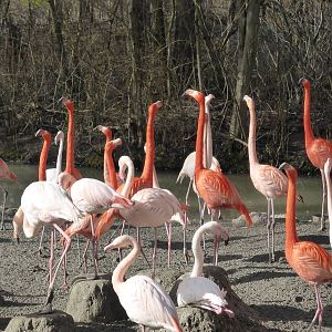 Displaying flamingos