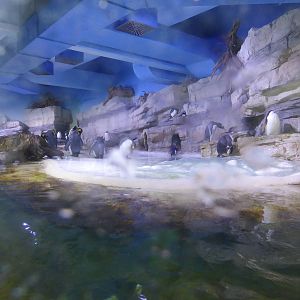 Indoor penguin exhibit