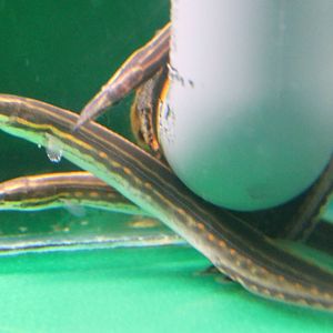 Spiny eels ID
