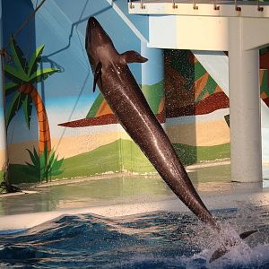 Pseudorca spinning, February 2016