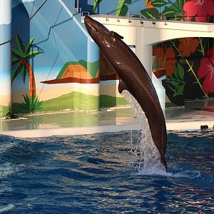 Pseudorca, February 2016