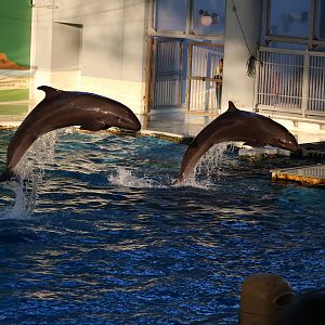 Pseudorca, February 2016