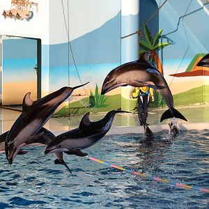 Pacific white-sided dolphins, February 2016