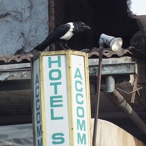 Pied Crow