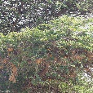 Tree with Village Weaver Nests - Lake Nakuru