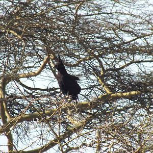 Long-crested Eagle - Lake Nakuru