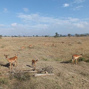 Impalas - Lake Nakuru