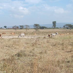 Zebras and Impalas - Lake Nakuru