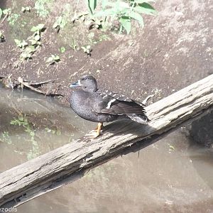 African Black Duck - Lake Nakuru