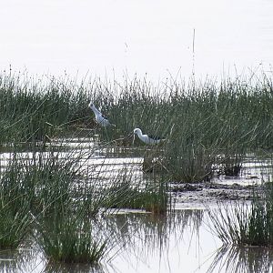 Black-winged Stilts - Lake Nakuru