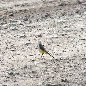 Grey Wagtail - Lake Nakuru