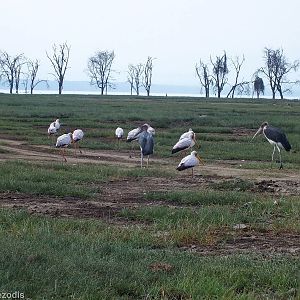 Marabou and Yellow-billed Storks - Lake Nakuru