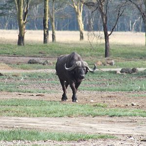 Cape Buffalo - Lake Nakuru