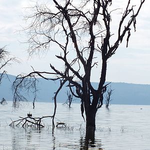 View and African Darter - Lake Nakuru