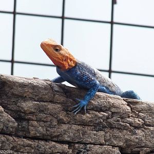 Agama lionotus - Lake Nakuru
