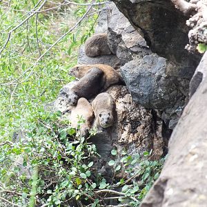 (Black-necked) Rock Hyraxes - Lake Nakuru