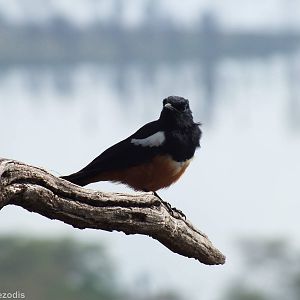 Cliff Chat - Lake Nakuru
