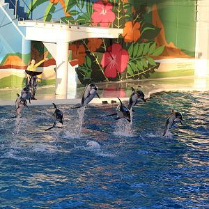 Pacific white-sided dolphins, February 2016