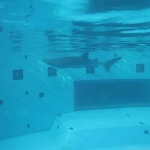 Whale shark in stadium tank, February 2016
