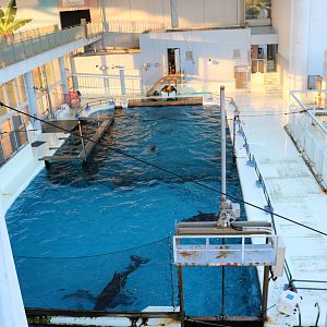 Holding pools for show cetaceans, February 2016