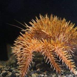 Paralomis hystrix, February 2016