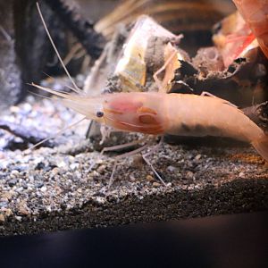 Heterocarpus sibogae, February 2016