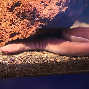 Inshore hagfish, February 2016