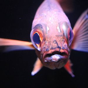 Blackthroat seaperch, February 2016