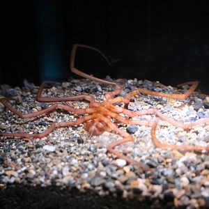 Sea spider, February 2016