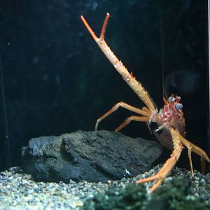 Squat lobster, February 2016