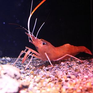 Botan shrimp, February 2016