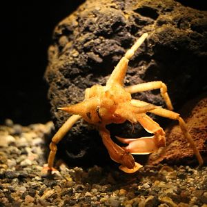 Spider crab, February 2016