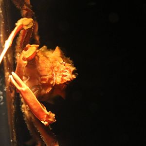 Spider crab, February 2016