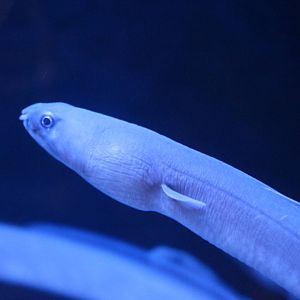 Manetail snake eel, February 2016