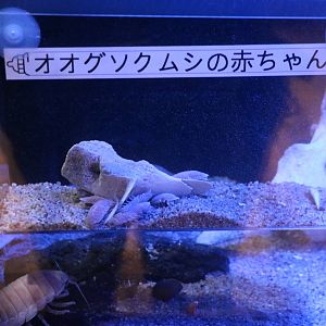 Deep sea isopods, February 2016