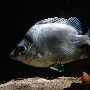 Japanese boarfish, February 2016