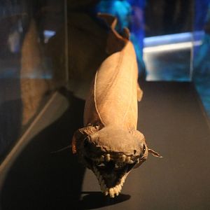 Frilled shark (specimen), February 2016