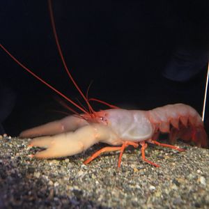 Lobsterette, February 2016