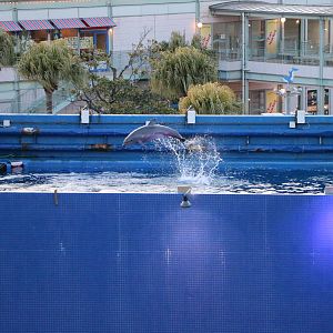 Dolphin fantasy - view of main tank, February 2016