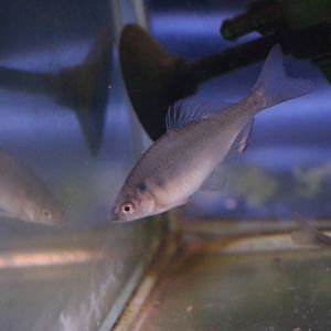 Tokyo bitterling, February 2016