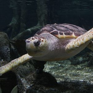 Loggerhead Sea Turtle (Caretta caretta), female, February 2016