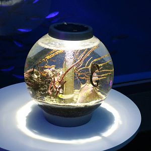 Seahorse tank, February 2016