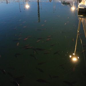 Umi farm fishery, February 2016
